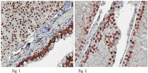 Anti-KiSS-1 Antibody, clone 8H4.1 clone 8H4.1, from mouse