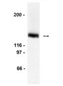 Anti-LexA Antibody, DNA-binding region Upstate®, from rabbit