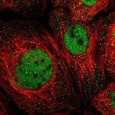 Anti-MSL1 antibody produced in rabbit Prestige Antibodies® Powered by Atlas Antibodies, affinity isolated antibody, buffered aqueous glycerol solution, Ab1