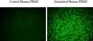 BioTracker Cystine-FITC Live Cell Dye Live cell imaging dye that measures cystine uptake at the single cell level used to detect glutathione (GSH) synthesis, reactive oxygen species (ROS) detoxification, T-cell activation and B-cell development.