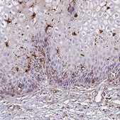 Anti-GSN antibody produced in rabbit Prestige Antibodies® Powered by Atlas Antibodies, affinity isolated antibody