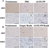 Anticuerpo anti-fosfo-histona H3 (Ser10), marcador de mitosis Upstate®, from rabbit