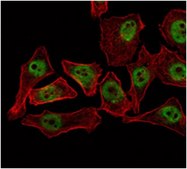 Anti-THAP11 Antibody, clone 3F3 ascites fluid, clone 3F3, from mouse