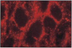 Anti-Nitric Oxide Synthase I Antibody serum, Chemicon®
