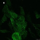 Anti-NMDAR2A Antibody, clone A12W, ZooMAb® Rabbit Monoclonal recombinant, expressed in HEK 293 cells