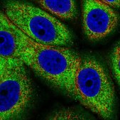 Anti-RPL37A antibody produced in rabbit Prestige Antibodies® Powered by Atlas Antibodies, affinity isolated antibody, buffered aqueous glycerol solution