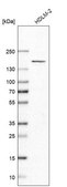 Anti-PLEKHM1 antibody produced in rabbit Prestige Antibodies® Powered by Atlas Antibodies, affinity isolated antibody, buffered aqueous glycerol solution, Ab2