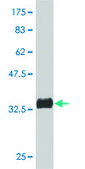 Monoclonal Anti-PAK4 antibody produced in mouse clone 3F10, purified immunoglobulin, buffered aqueous solution