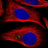 Anti-RSU1 antibody produced in rabbit Prestige Antibodies® Powered by Atlas Antibodies, affinity isolated antibody, buffered aqueous glycerol solution