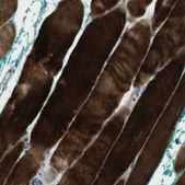 Anti-PSKH2 antibody produced in rabbit Prestige Antibodies® Powered by Atlas Antibodies, affinity isolated antibody, buffered aqueous glycerol solution