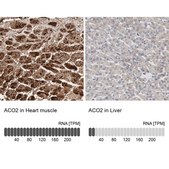 Anti-ACO2 antibody produced in rabbit Prestige Antibodies® Powered by Atlas Antibodies, affinity isolated antibody, buffered aqueous glycerol solution