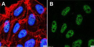 Anti-XRCC1 Antibody, clone 3G7 ZooMAb® Rabbit Monoclonal recombinant, expressed in HEK 293 cells