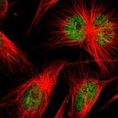Anti-SP2 antibody produced in rabbit Prestige Antibodies® Powered by Atlas Antibodies, affinity isolated antibody, buffered aqueous glycerol solution
