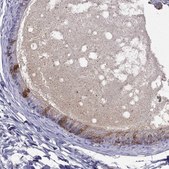 Anti-SPINT4 Prestige Antibodies® Powered by Atlas Antibodies, affinity isolated antibody