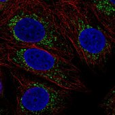 Anti-COX16 antibody produced in rabbit Prestige Antibodies® Powered by Atlas Antibodies, affinity isolated antibody, buffered aqueous glycerol solution