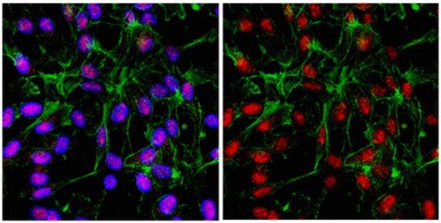 Anti-IKAROS Antibody from rabbit, purified by affinity chromatography