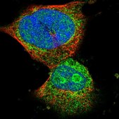 Anti-SMIM20 antibody produced in rabbit Prestige Antibodies® Powered by Atlas Antibodies, affinity isolated antibody, buffered aqueous glycerol solution
