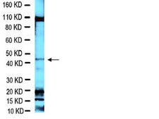 Anti-Brn-3a Antibody Chemicon®, from rabbit