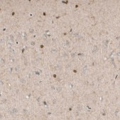 Monoclonal Anti-SOX21 antibody produced in mouse Prestige Antibodies® Powered by Atlas Antibodies, clone CL4681, purified immunoglobulin