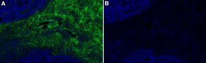Anti-Collagen VI α3 Antibody, clone 1D6 ZooMAb® Rabbit Monoclonal recombinant, expressed in HEK 293 cells