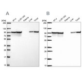 Anti-HSP90AB1 antibody produced in rabbit Prestige Antibodies® Powered by Atlas Antibodies, affinity isolated antibody