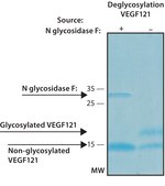 VEGF121 recombinant, expressed in HEK 293 cells, suitable for cell culture