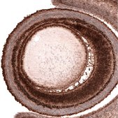 Monoclonal Anti-PAX6 antibody produced in mouse Prestige Antibodies® Powered by Atlas Antibodies, clone CL5414, purified immunoglobulin, buffered aqueous glycerol solution