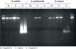 GenElute™ Bacterial Genomic DNA Kits sufficient for 350 purifications