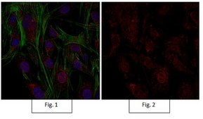 Anti-Active-β-Catenin Antibody, clone 8E7, Alexa Fluor™ 555 clone 8E7, from mouse, ALEXA FLUOR™ 555