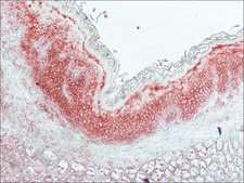 Anti-Histamine antibody produced in rabbit affinity isolated antibody, buffered aqueous solution