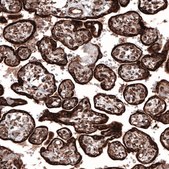 Monoclonal Anti-PPIB antibody produced in mouse Prestige Antibodies® Powered by Atlas Antibodies, clone CL3901, purified immunoglobulin, buffered aqueous glycerol solution
