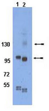 Anti-phospho-Integrin &#946;1 (Tyr783) Antibody serum, Chemicon&#174;