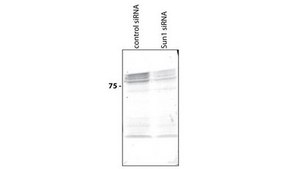 Anti-SUN1 Antibody, clone 12.10F clone 12.10F, from mouse