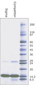 Cytochrome c from equine heart BioUltra, ≥99% (SDS-PAGE), powder, suitable for mammalian cell culture
