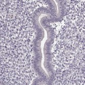 Anti-FSHB antibody produced in rabbit Prestige Antibodies® Powered by Atlas Antibodies, affinity isolated antibody