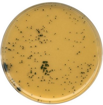 Tryptose sulfite cycloserine agar (base) GranuCult&#174; prime, according to ISO 15213, ISO 14189, AOAC&#174;, APHA, FDA-BAM, granular, for Clostridium spp., pkg of 500&#160;g