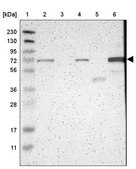 Anti-HSPA12A antibody produced in rabbit Prestige Antibodies® Powered by Atlas Antibodies, affinity isolated antibody, buffered aqueous glycerol solution