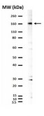 Anti-phospho-ACK1 (Tyr284) Antibody Upstate®, from rabbit