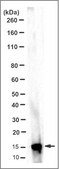 Anticorps anti-alpha-synucléine (a.a.&nbsp;121-125), clone&nbsp;Syn211 (sans ascite) clone Syn211, from mouse