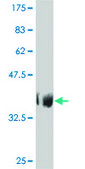 Monoclonal Anti-TAF6L antibody produced in mouse clone 1C5, purified immunoglobulin, buffered aqueous solution
