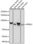 Anti-PIWIL1 antibody produced in rabbit