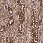抗EIF4ENIF1抗体 ウサギ宿主抗体 Ab2, Prestige Antibodies® Powered by Atlas Antibodies, affinity isolated antibody, buffered aqueous glycerol solution