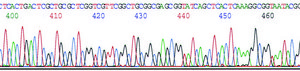 GenElute™ Plasmid Miniprep Kit sufficient for 70 purifications