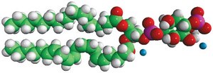 Brain PI(4)P Avanti Research™ - A Croda Brand 840045P, powder