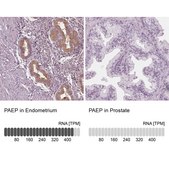 Anti-PAEP antibody produced in rabbit Prestige Antibodies® Powered by Atlas Antibodies, affinity isolated antibody, buffered aqueous glycerol solution