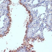 Anti-AIF antibody produced in rabbit