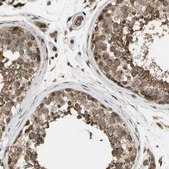 Anti-FLII antibody produced in rabbit Prestige Antibodies® Powered by Atlas Antibodies, affinity isolated antibody, buffered aqueous glycerol solution