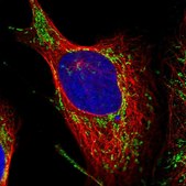 Anti-TMEM126B antibody produced in rabbit Prestige Antibodies® Powered by Atlas Antibodies, affinity isolated antibody, buffered aqueous glycerol solution