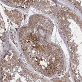 Anti-PNRC1 antibody produced in rabbit Prestige Antibodies® Powered by Atlas Antibodies, affinity isolated antibody, buffered aqueous glycerol solution
