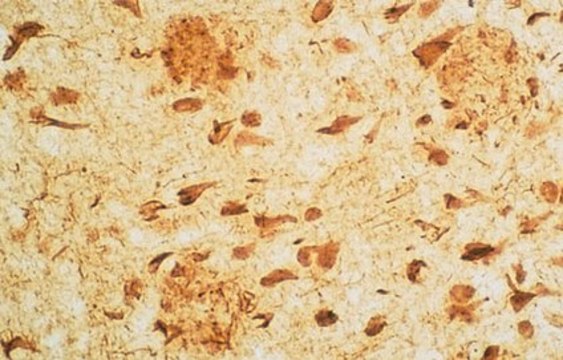 Anti-Neurofibrillary Tangles Antibody serum, Chemicon&#174;